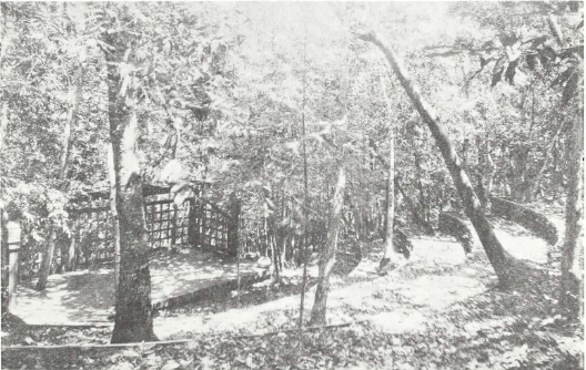 Hillside amphitheatre on the Griffith property in Sonoma County, California, in which Bahá’í meetings are held.